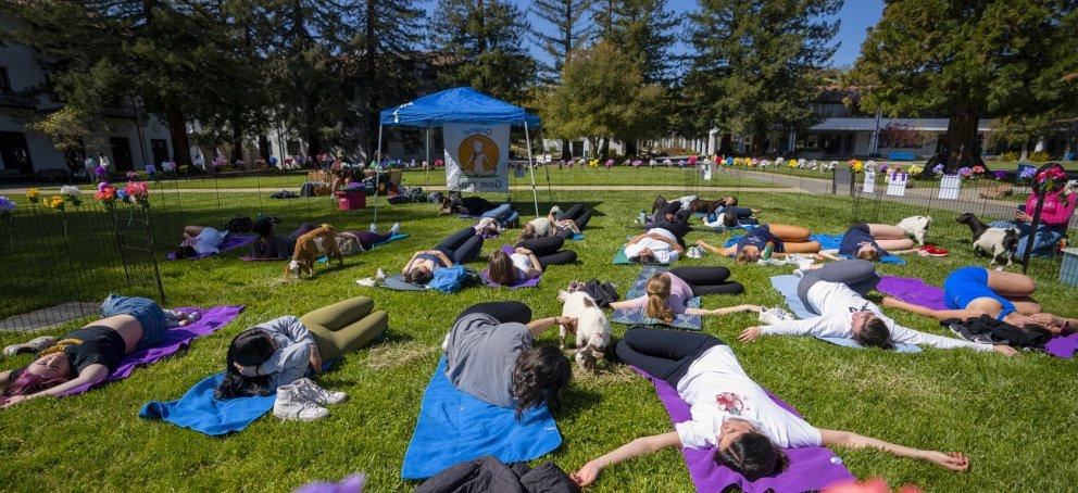 Goat Yoga on the lawn in 2023